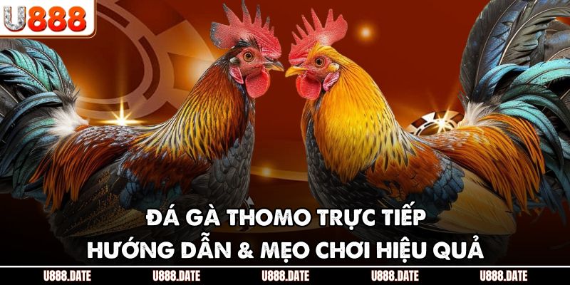Đá Gà Thomo Trực Tiếp | Hướng Dẫn & Mẹo Chơi Hiệu Quả 1 Đá Gà Thomo Trực Tiếp | Hướng Dẫn & Mẹo Chơi Hiệu Quả