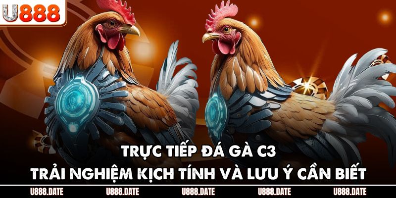 Trực Tiếp Đá Gà C3 | Trải Nghiệm Kịch Tính Và Lưu Ý Cần Biết